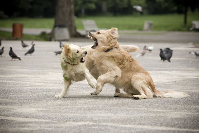 Unruly Behavior in Dogs - Symptoms, Causes, Diagnosis, Treatment, Recovery, Management, Cost
