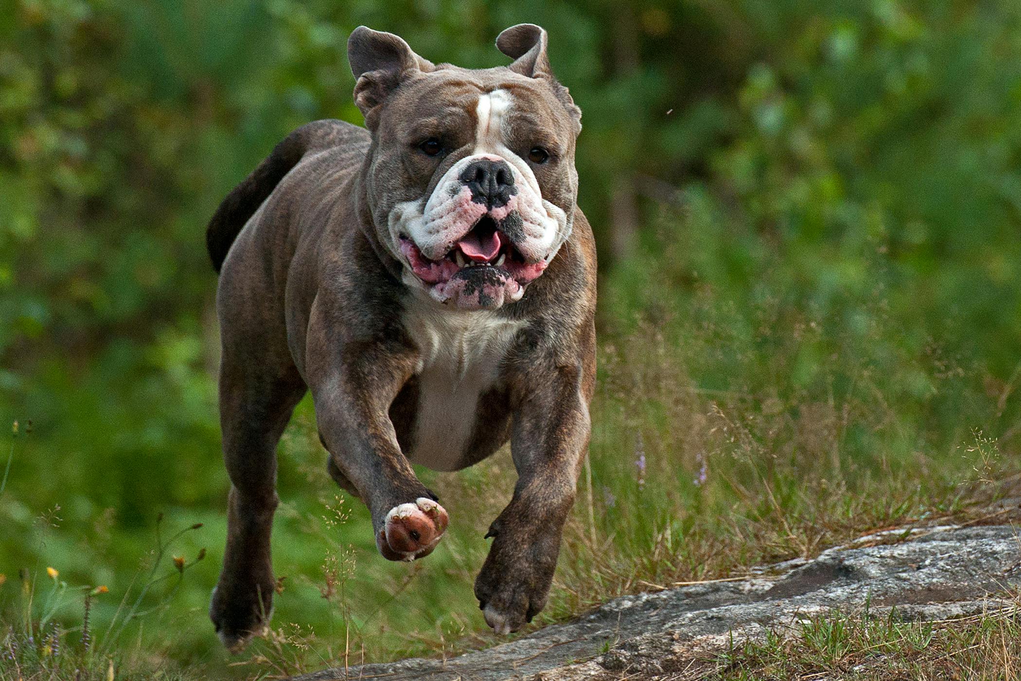 Adorable Bulldog Price In Nepal - l2sanpiero