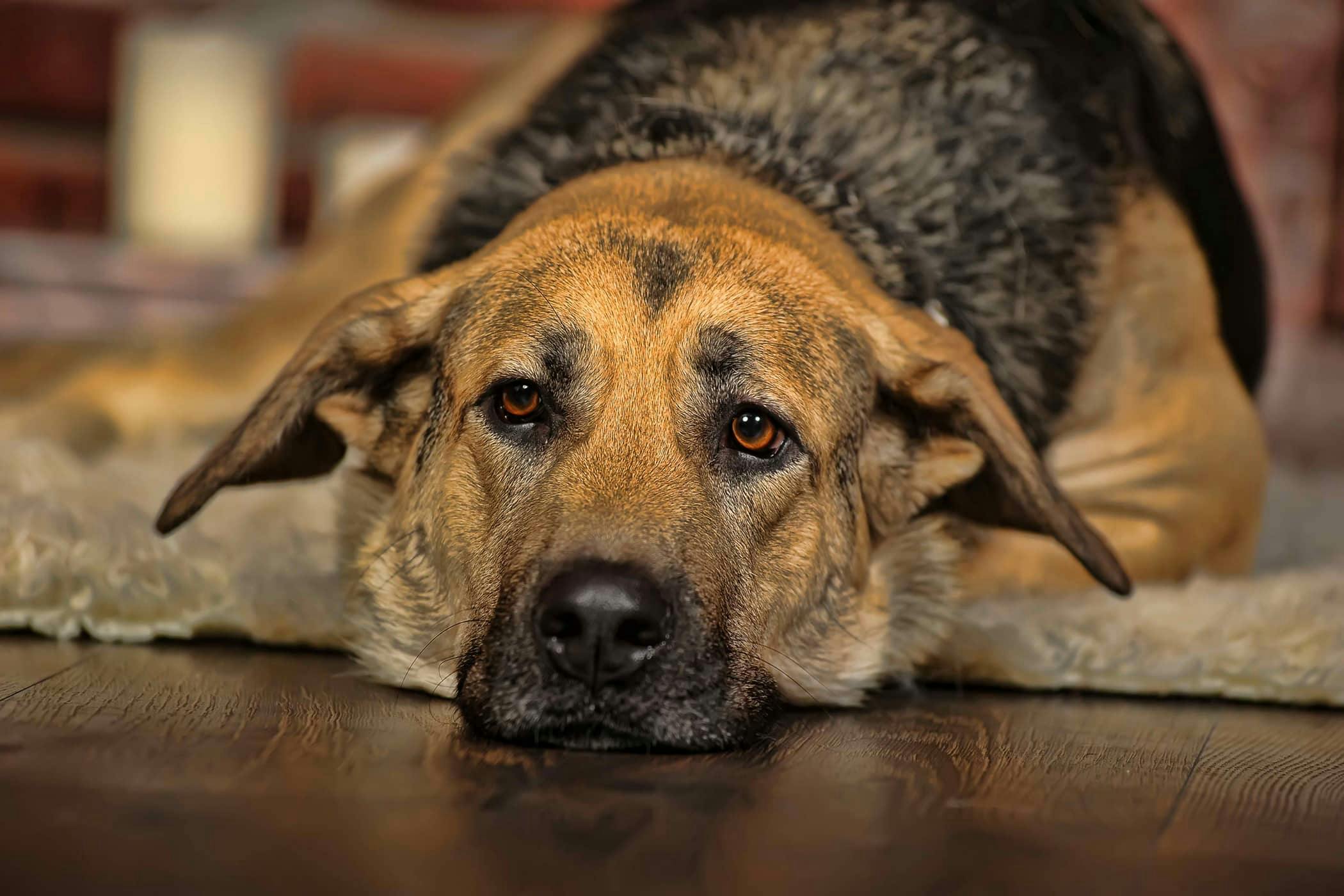 how does a vet get a urine sample from a dog