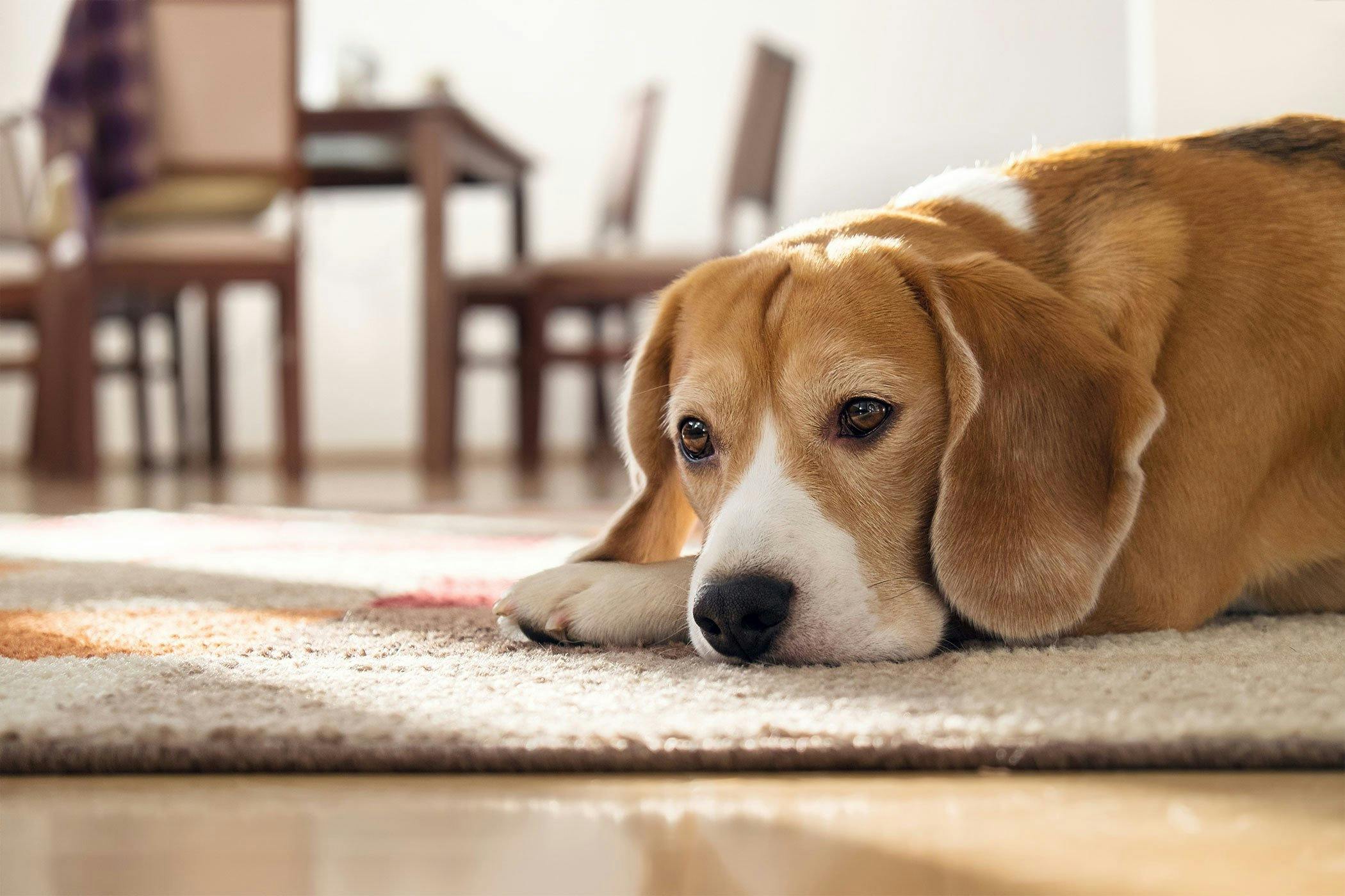 can a bladder infection in dogs cause stomach pain