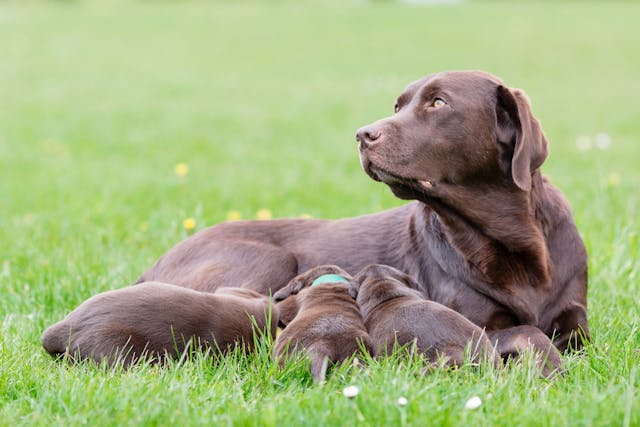 Uterine Abnormalities in Dogs - Symptoms, Causes, Diagnosis, Treatment, Recovery, Management, Cost