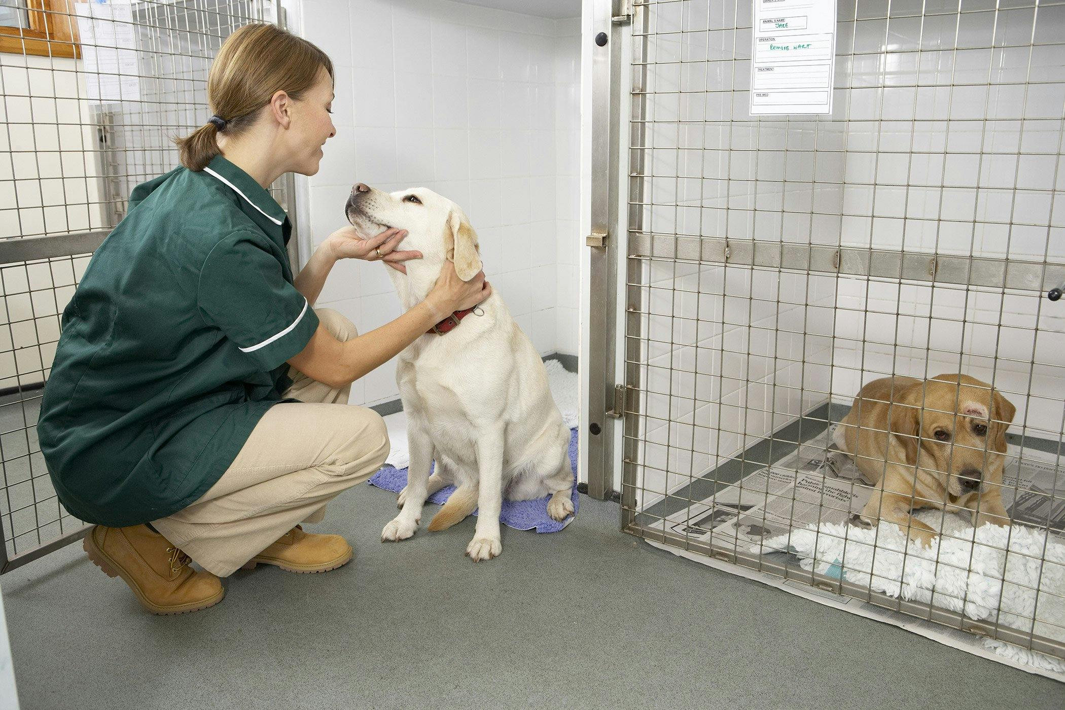 Female Dog Brown Discharge Not In Heat