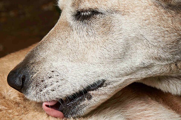 what causes dog hyperplasia