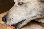 Animal Vagina
