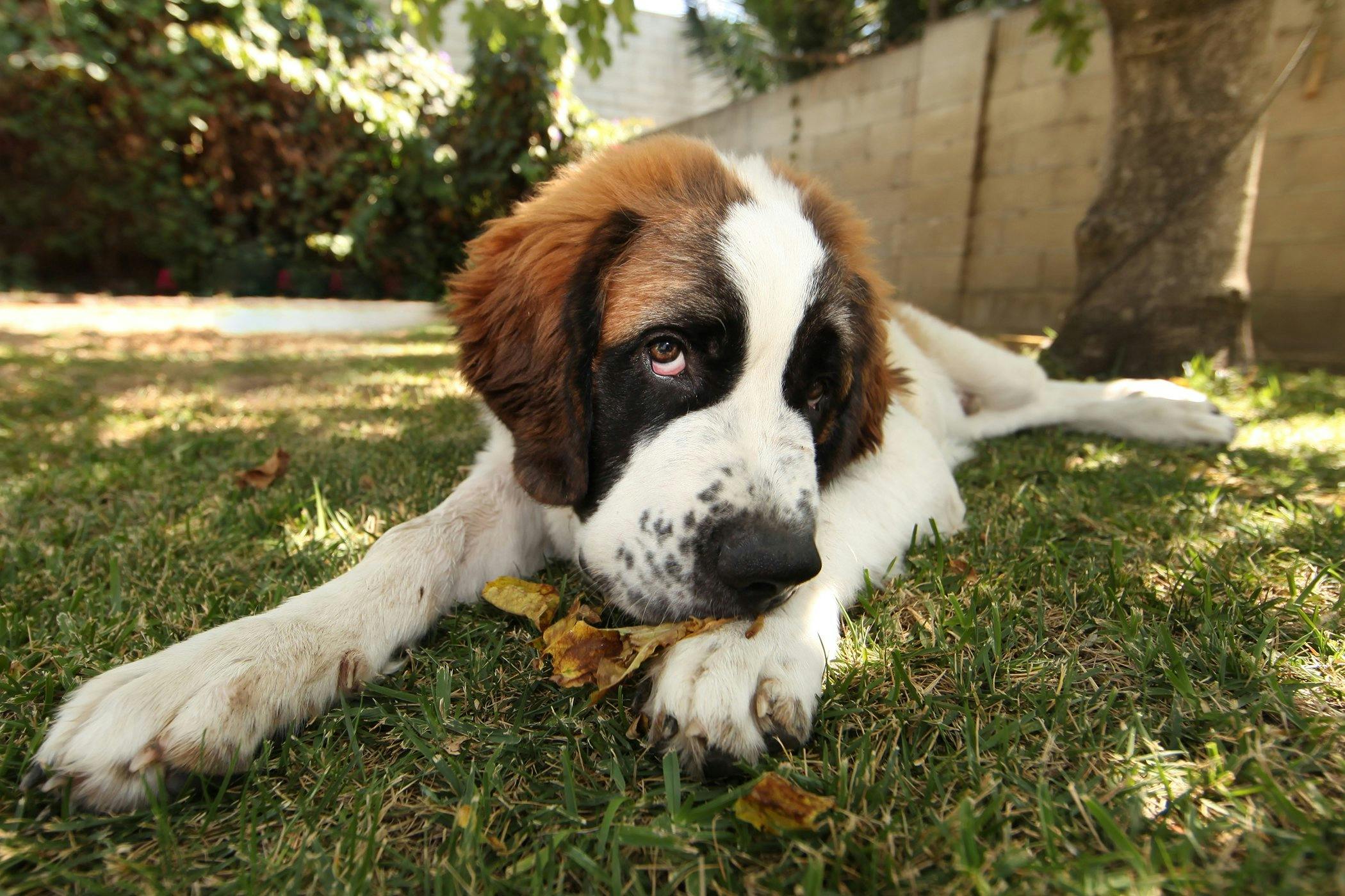 what causes valley fever in dogs