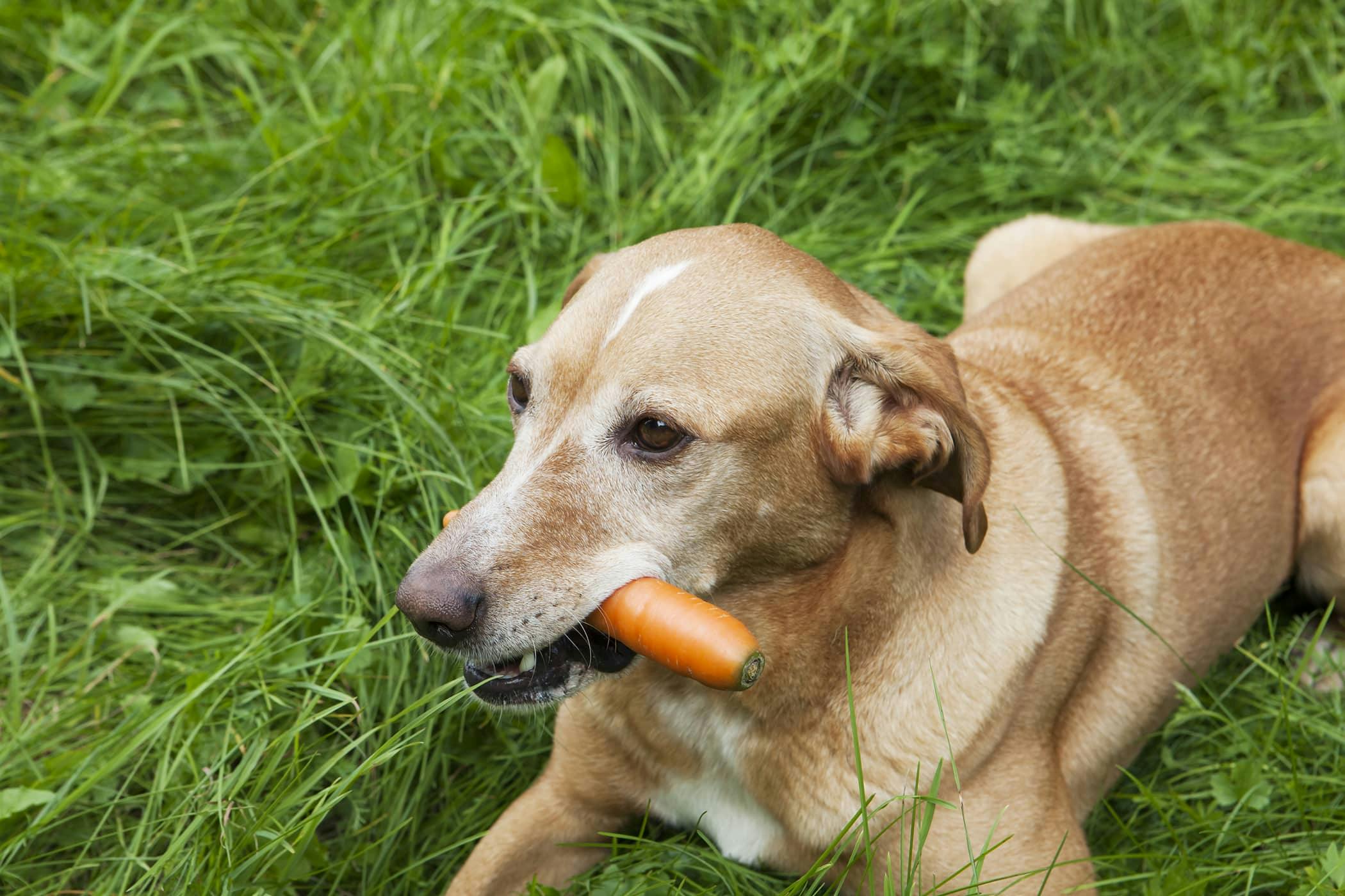 Vegetarian Diet in Dogs - Procedure, Efficacy, Recovery, Prevention, Cost