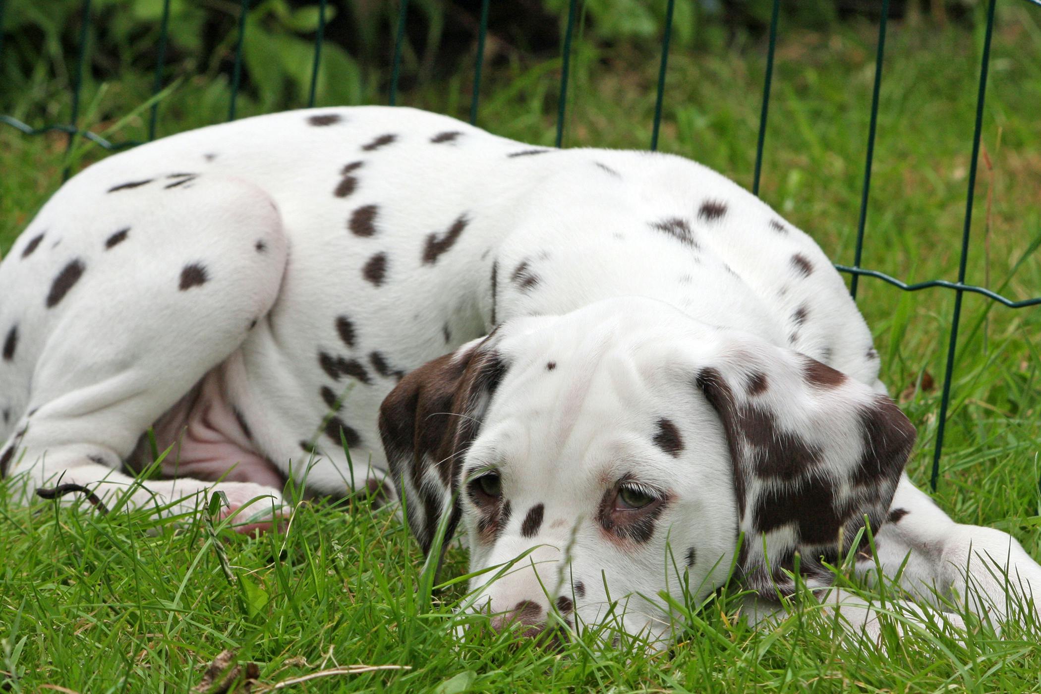 what causes a dog to have vertigo