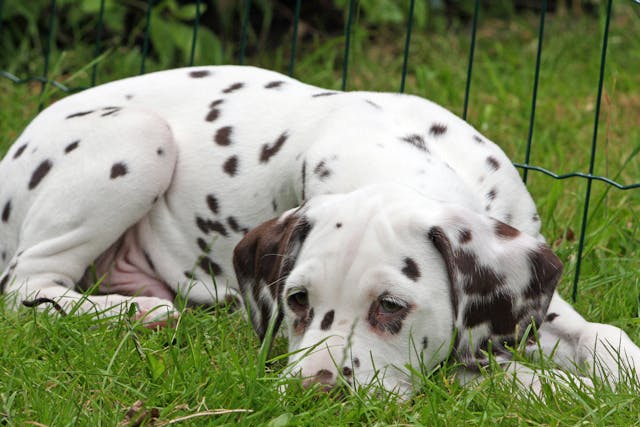 Dog Vertigo (Vestibular Disease)