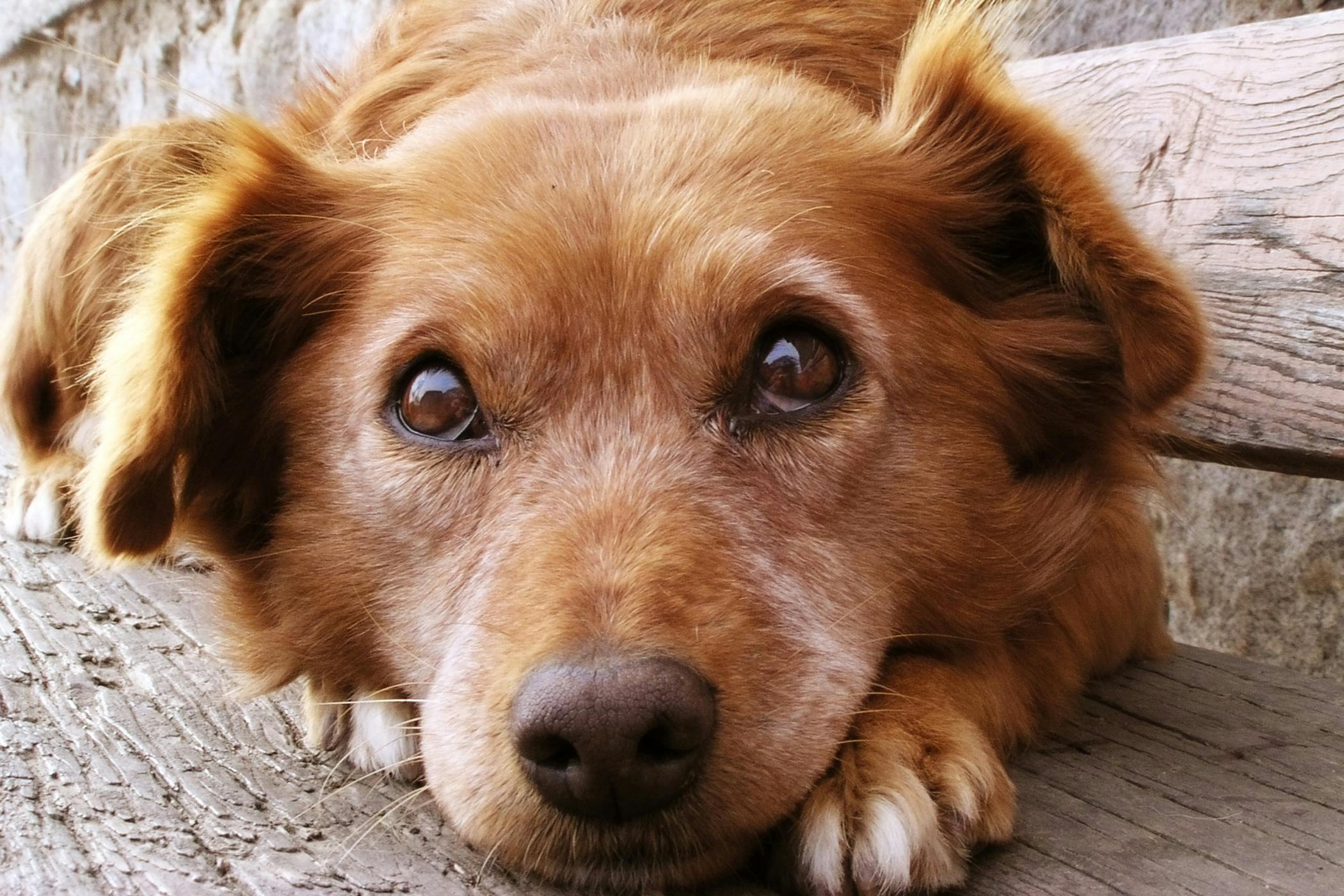 What Can I Do To Help My Dog With Vestibular Disease