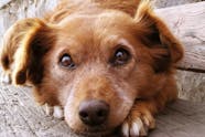 Vestibular Disease In Dogs Symptoms Causes Diagnosis Treatment 