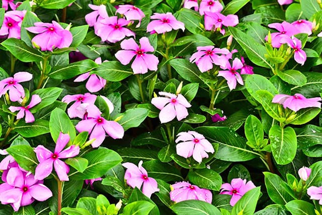 Vinca Poisoning in Dogs - Symptoms, Causes, Diagnosis, Treatment, Recovery, Management, Cost