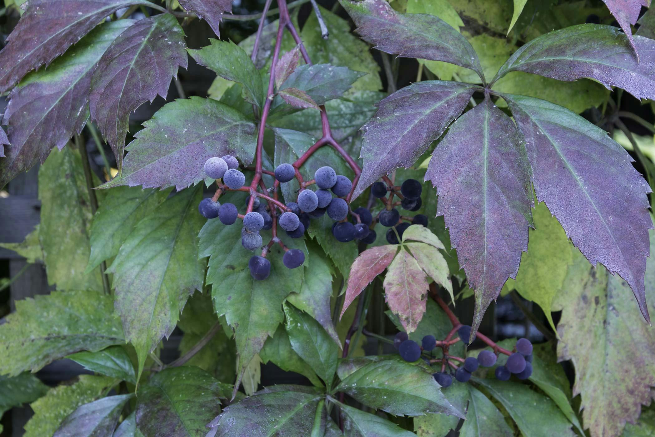 Virginia Creeper—A Plant Study – The Meaning of Water