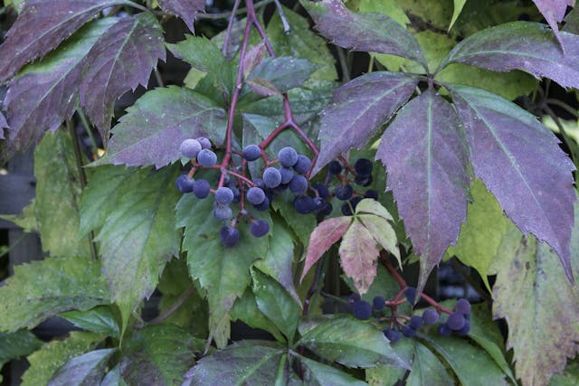 Virginia Creeper Poisoning in Dogs - Symptoms, Causes, Diagnosis, Treatment, Recovery, Management, Cost