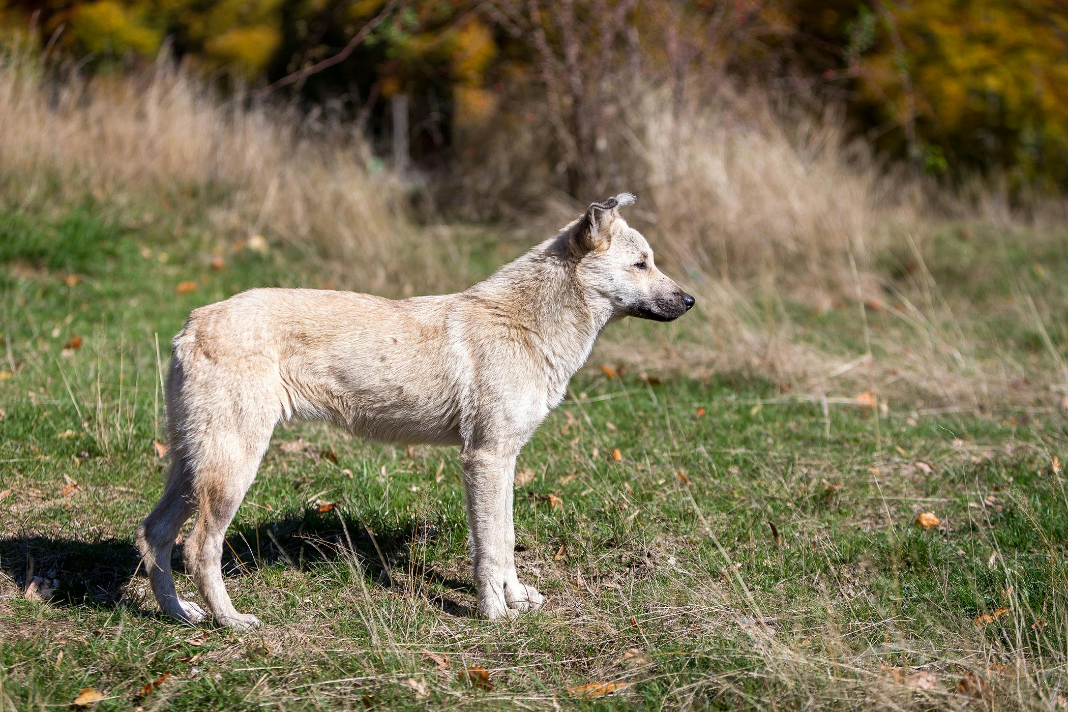 what does it mean when a dog throws up blood and poops blood