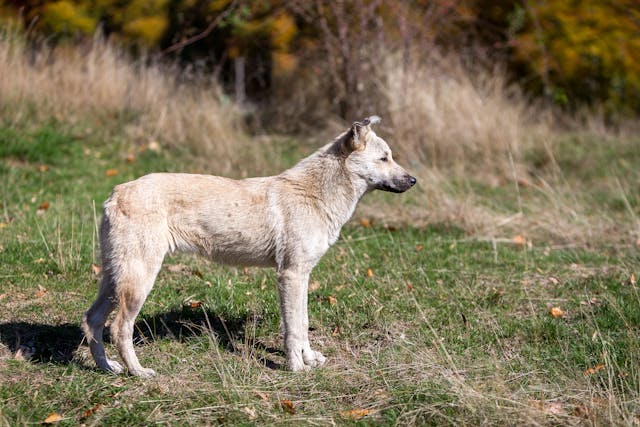 Vomiting of Blood in Dogs - Symptoms, Causes, Diagnosis, Treatment, Recovery, Management, Cost