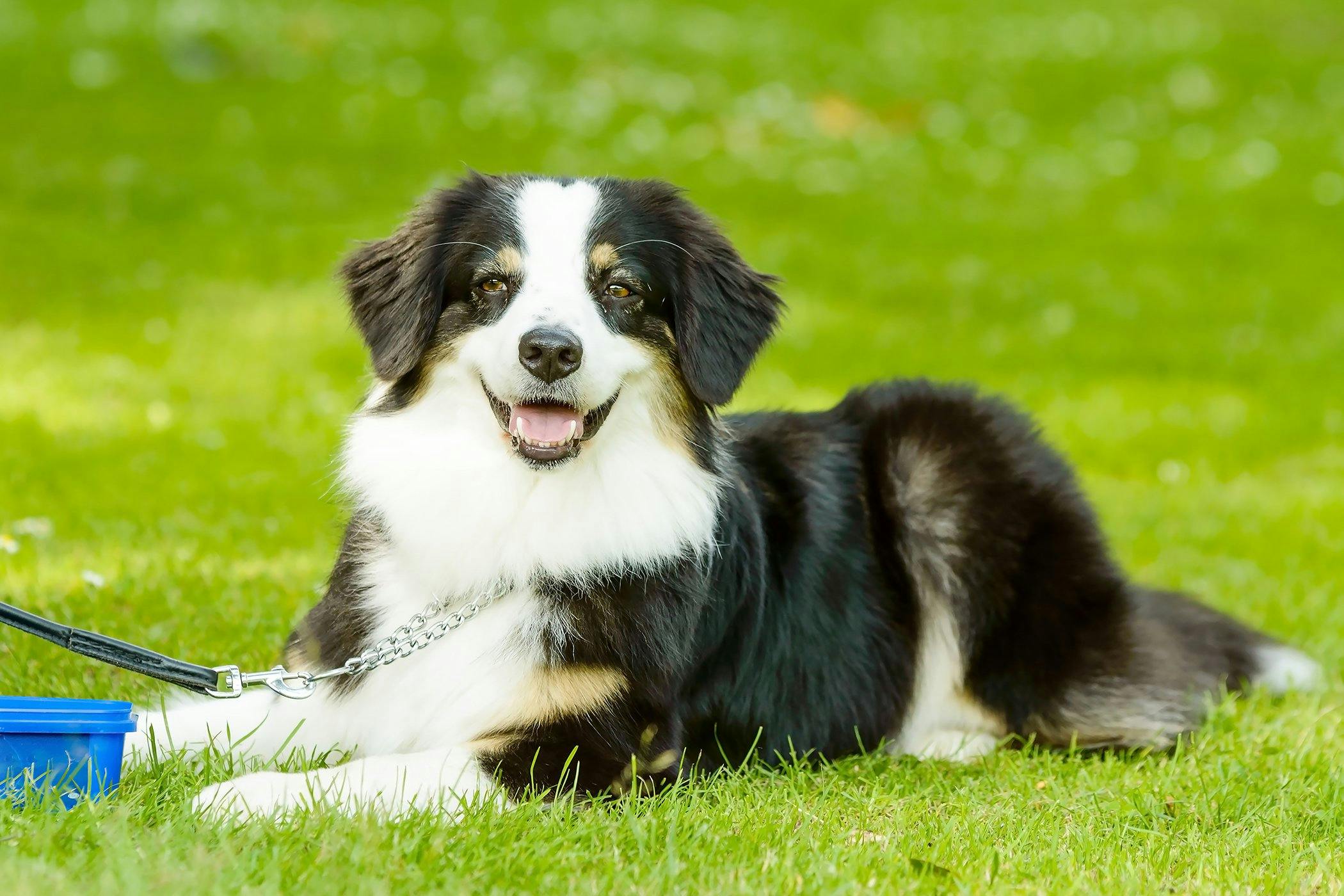 Dog throwing up yellow and store white mucus