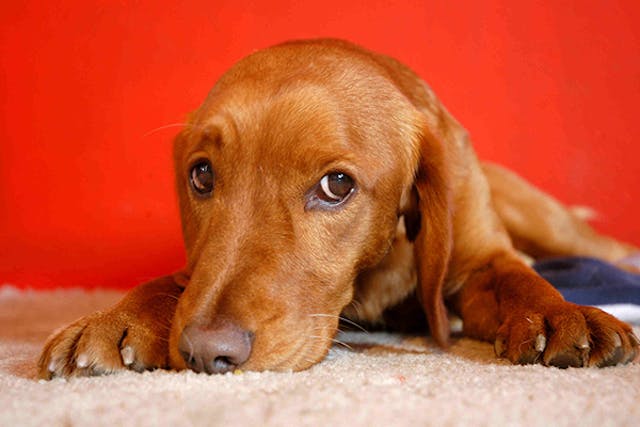 Vomiting in Dogs - Symptoms, Causes, Diagnosis, Treatment, Recovery, Management, Cost