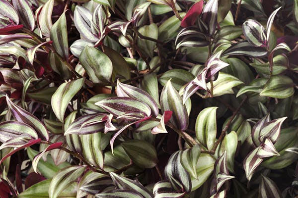 Wandering Jew Poisoning In Dogs Symptoms Causes Diagnosis Treatment Recovery Management Cost