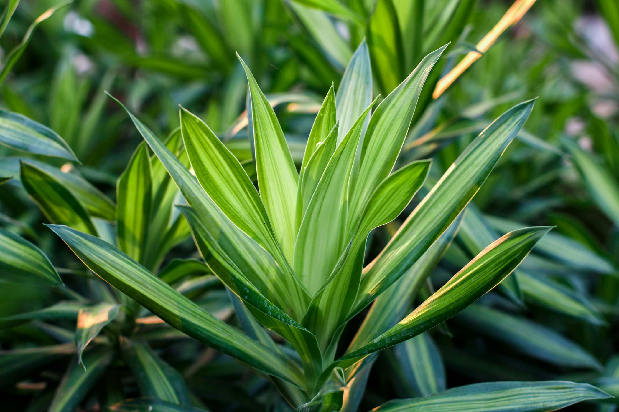 Are dracena plants sales poisonous to dogs