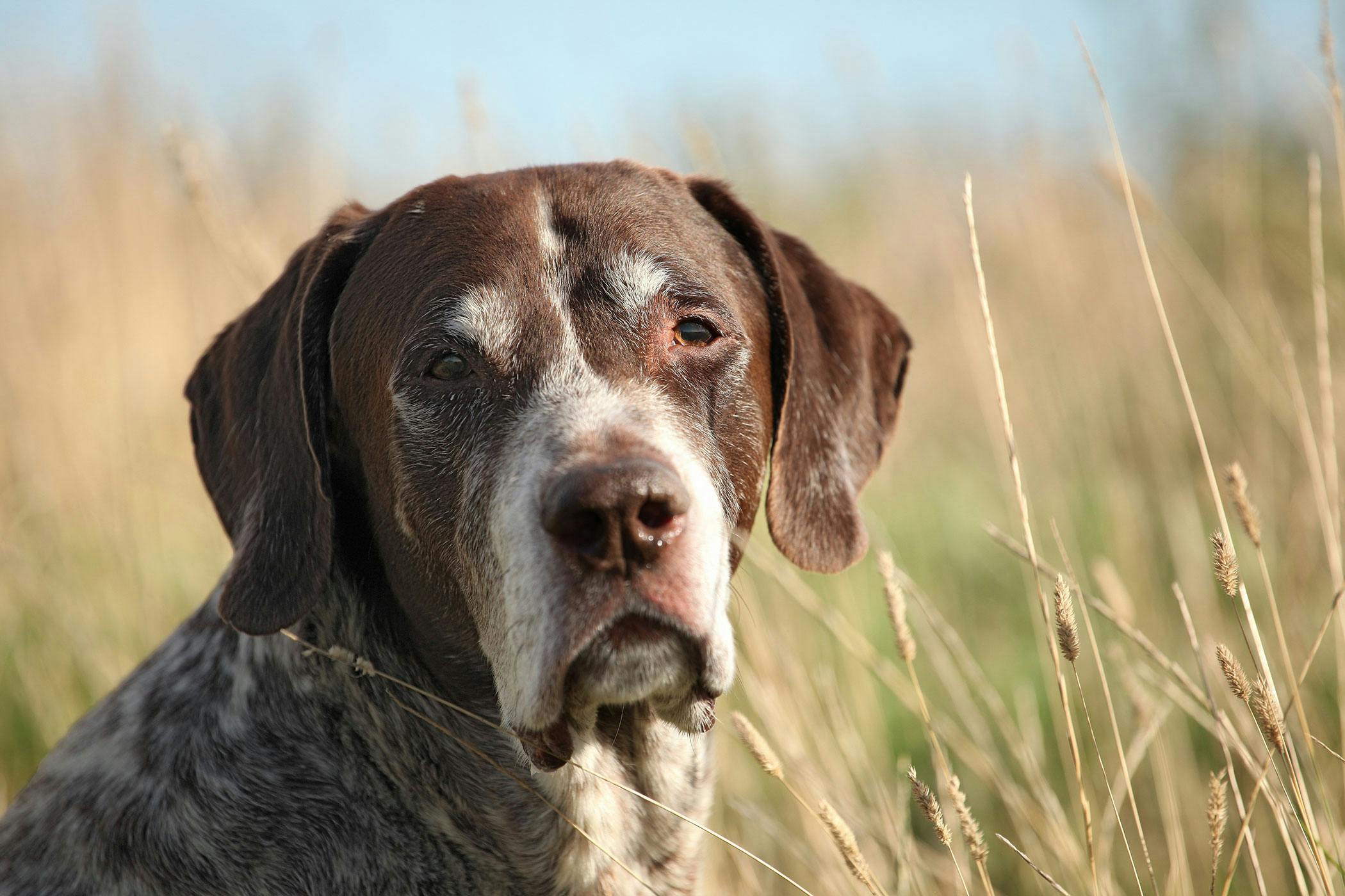 fast growing wart on dog