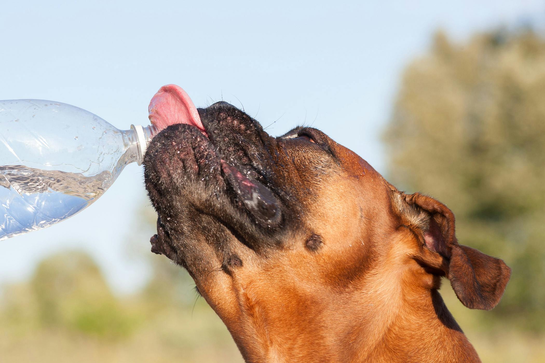 Water Diabetes in Dogs Symptoms Causes Diagnosis Treatment