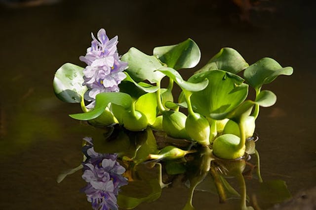 Water Hyacinth Poisoning in Dogs - Symptoms, Causes, Diagnosis, Treatment, Recovery, Management, Cost
