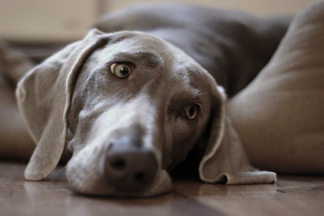 Weimaraner Immunodeficiency Syndrome in Dogs - Symptoms, Causes, Diagnosis, Treatment, Recovery, Management, Cost