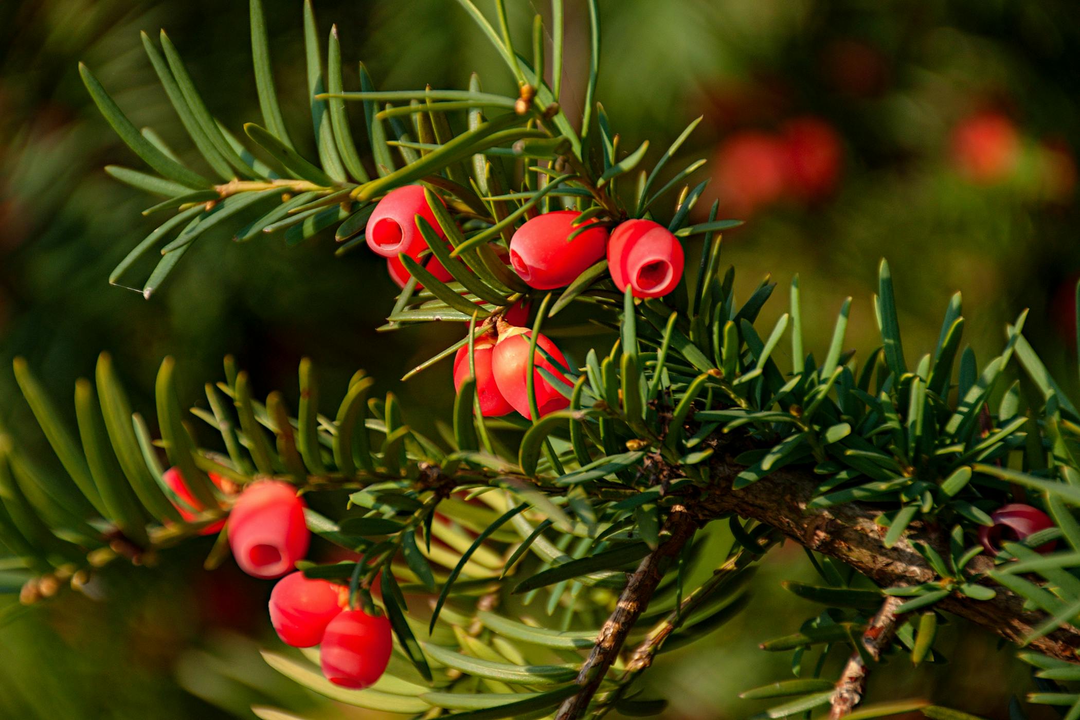 Western Yew Poisoning in Dogs Symptoms, Causes, Diagnosis, Treatment