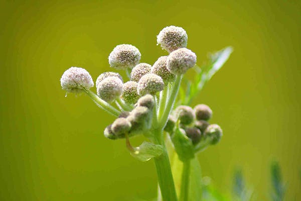 White Heads Poisoning in Dogs - Symptoms, Causes, Diagnosis, Treatment, Recovery, Management, Cost
