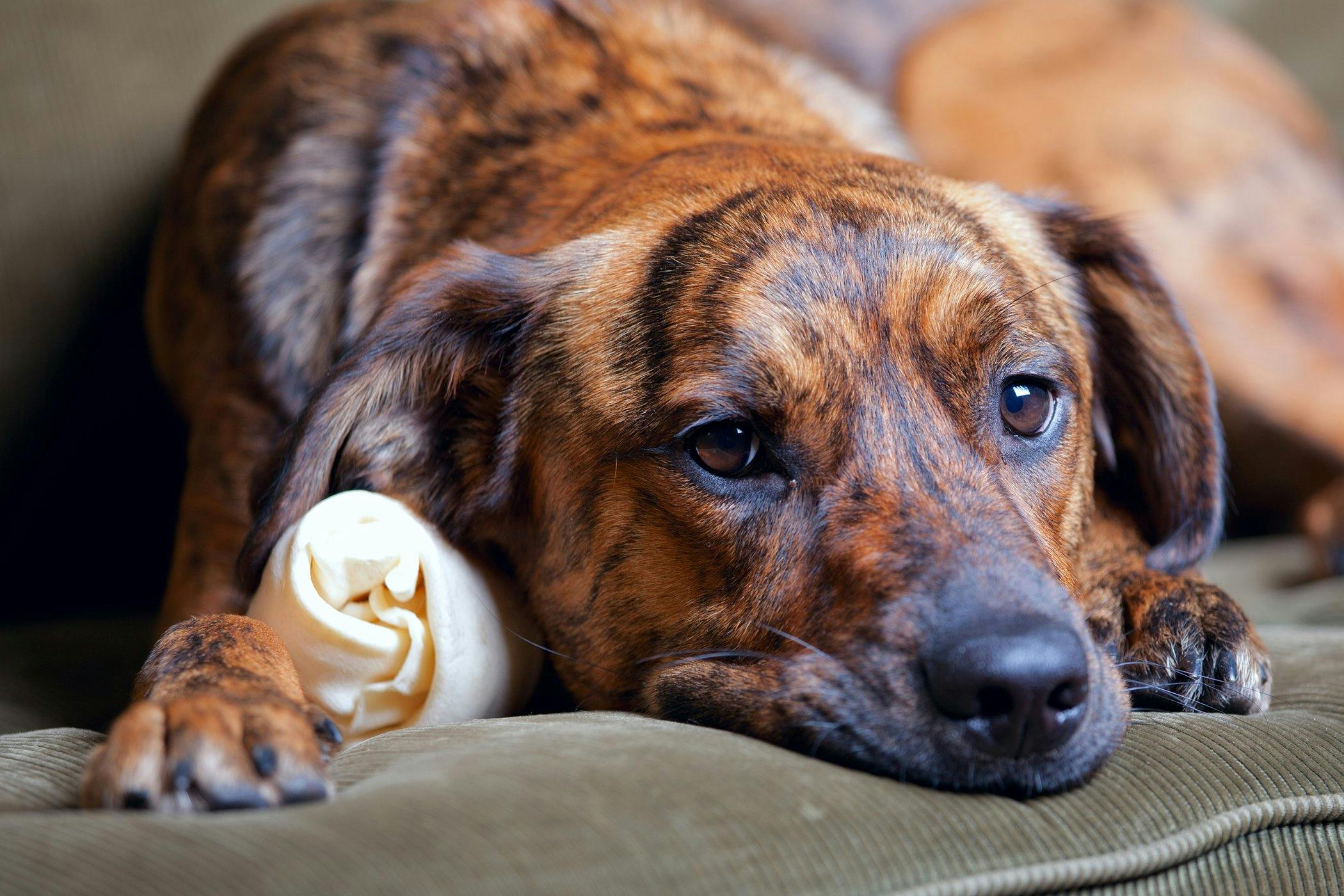 can dogs tell if your sad