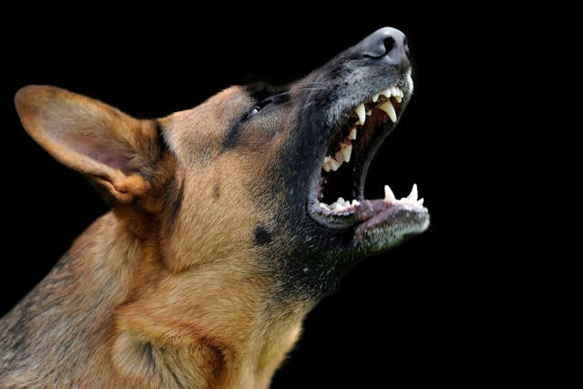Why is my dog aggressive at night?