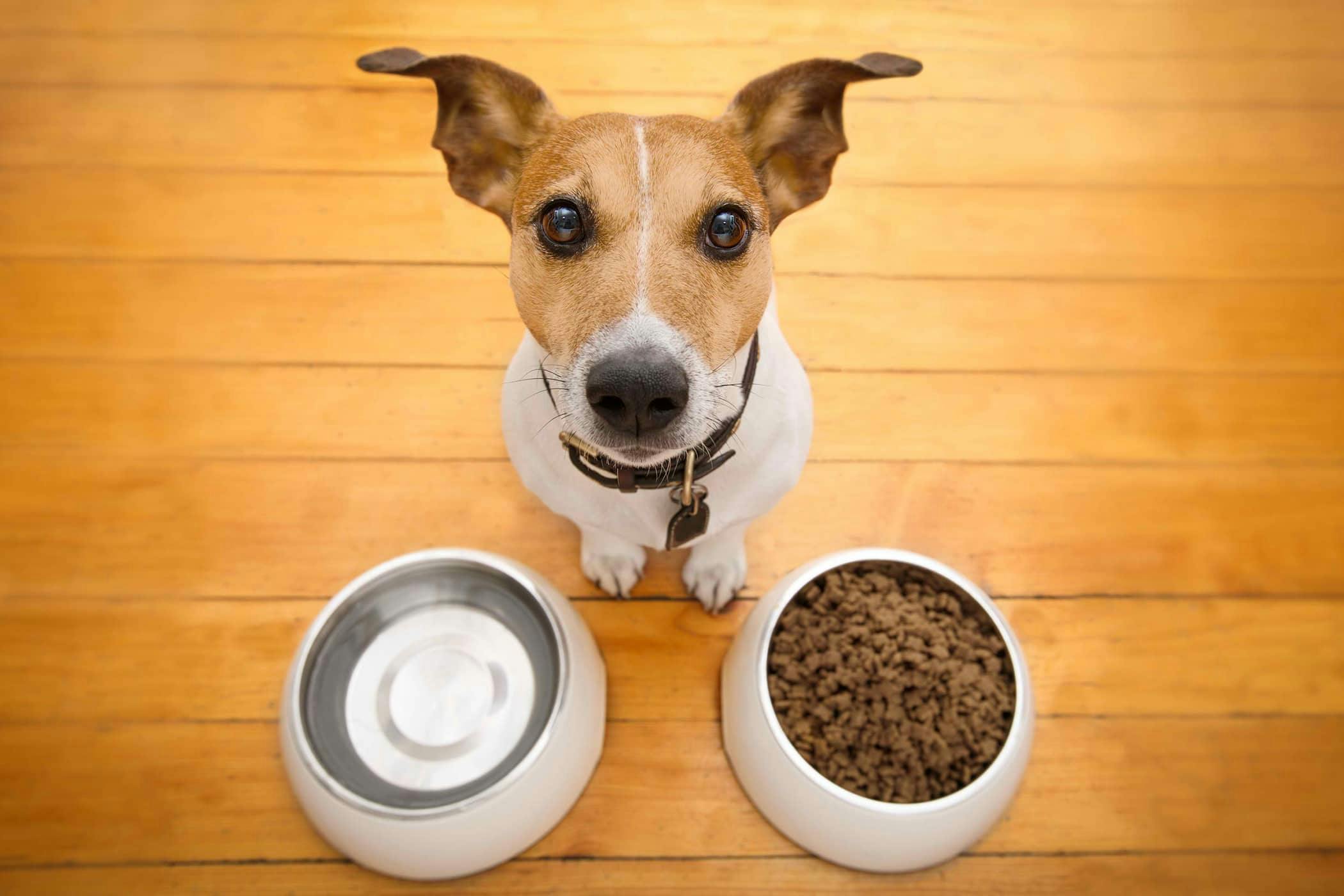 what can cause increased appetite in dogs