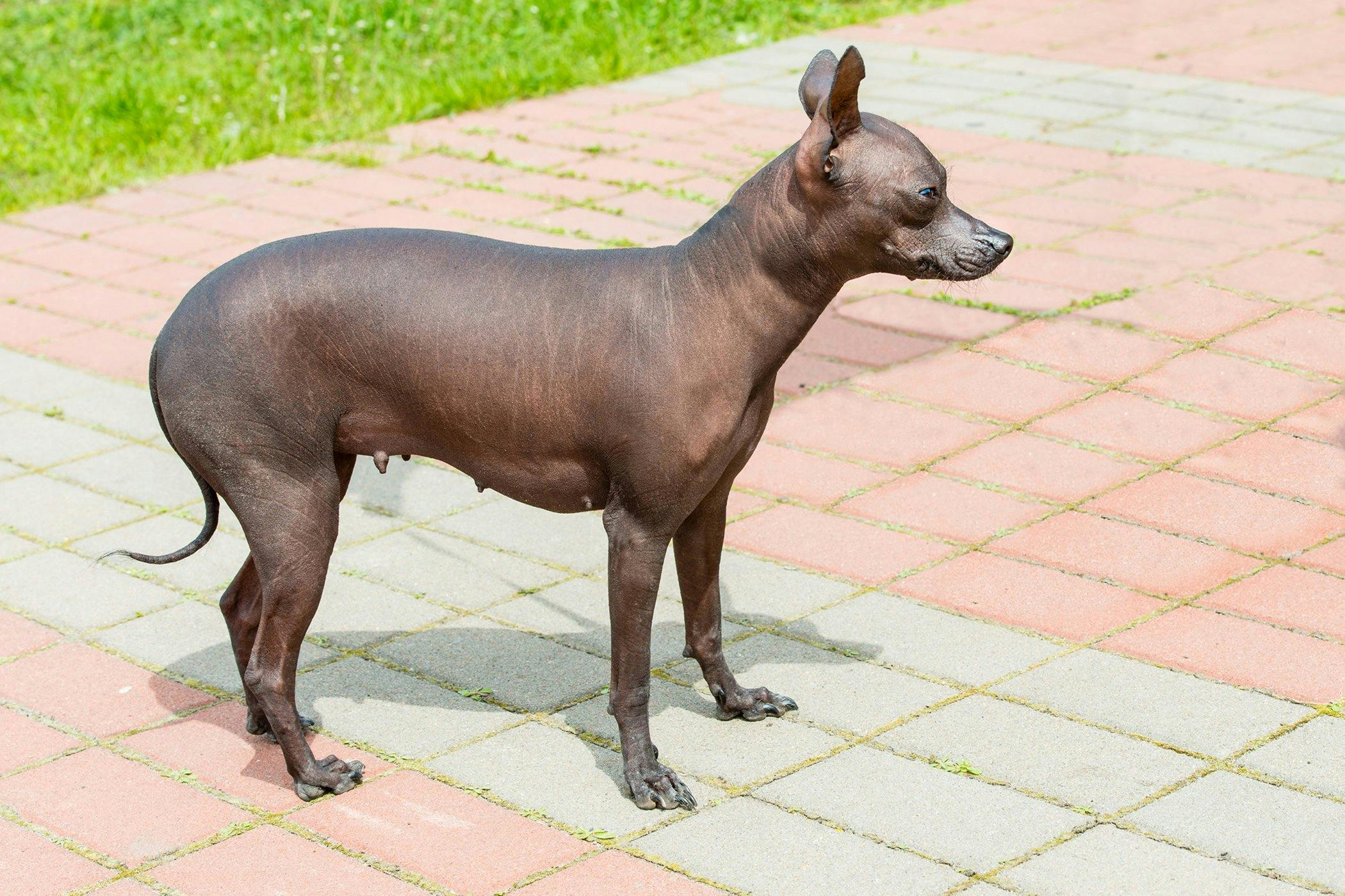 can stress cause bald spots in dogs