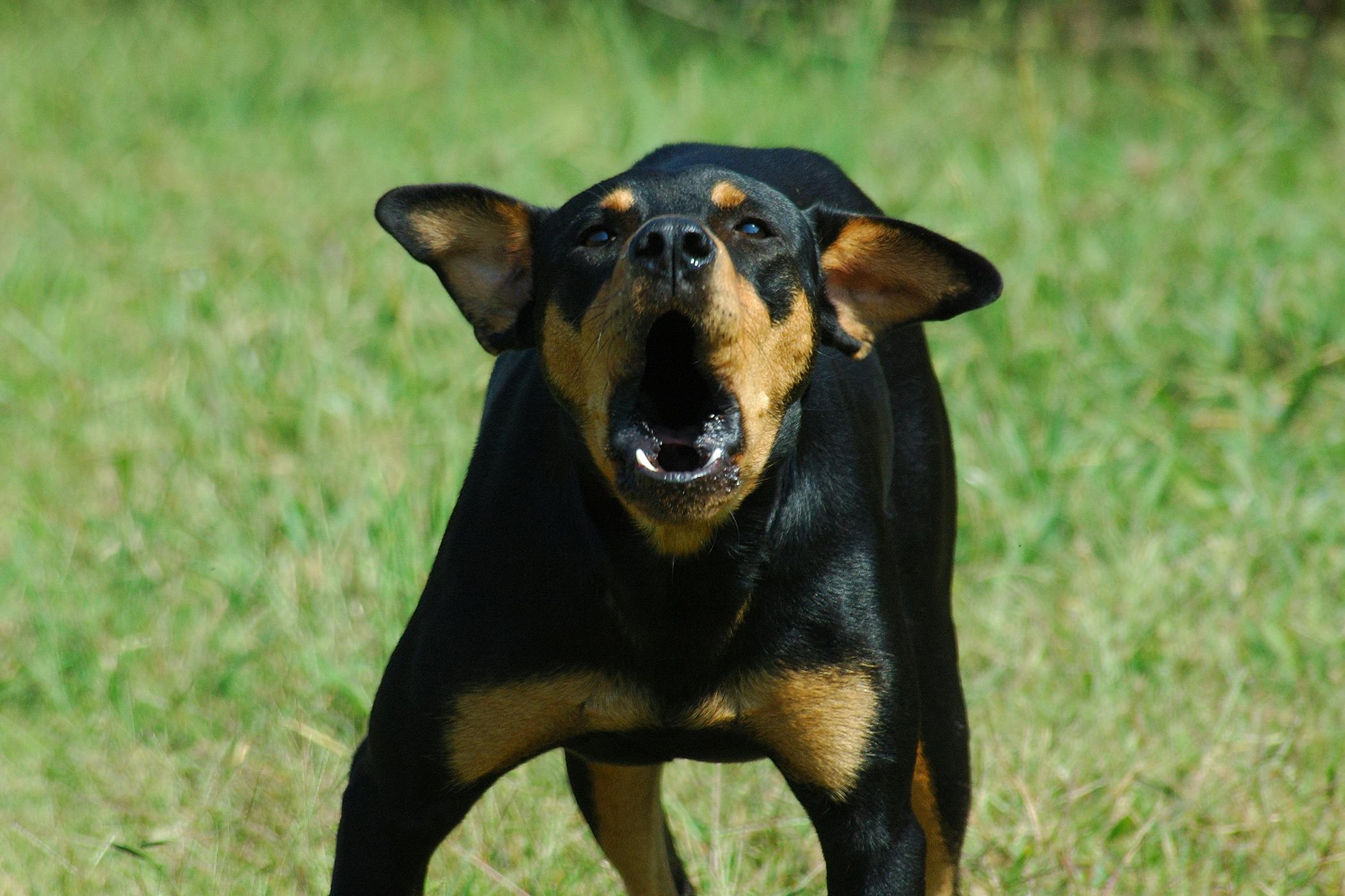 Dog barking on sale