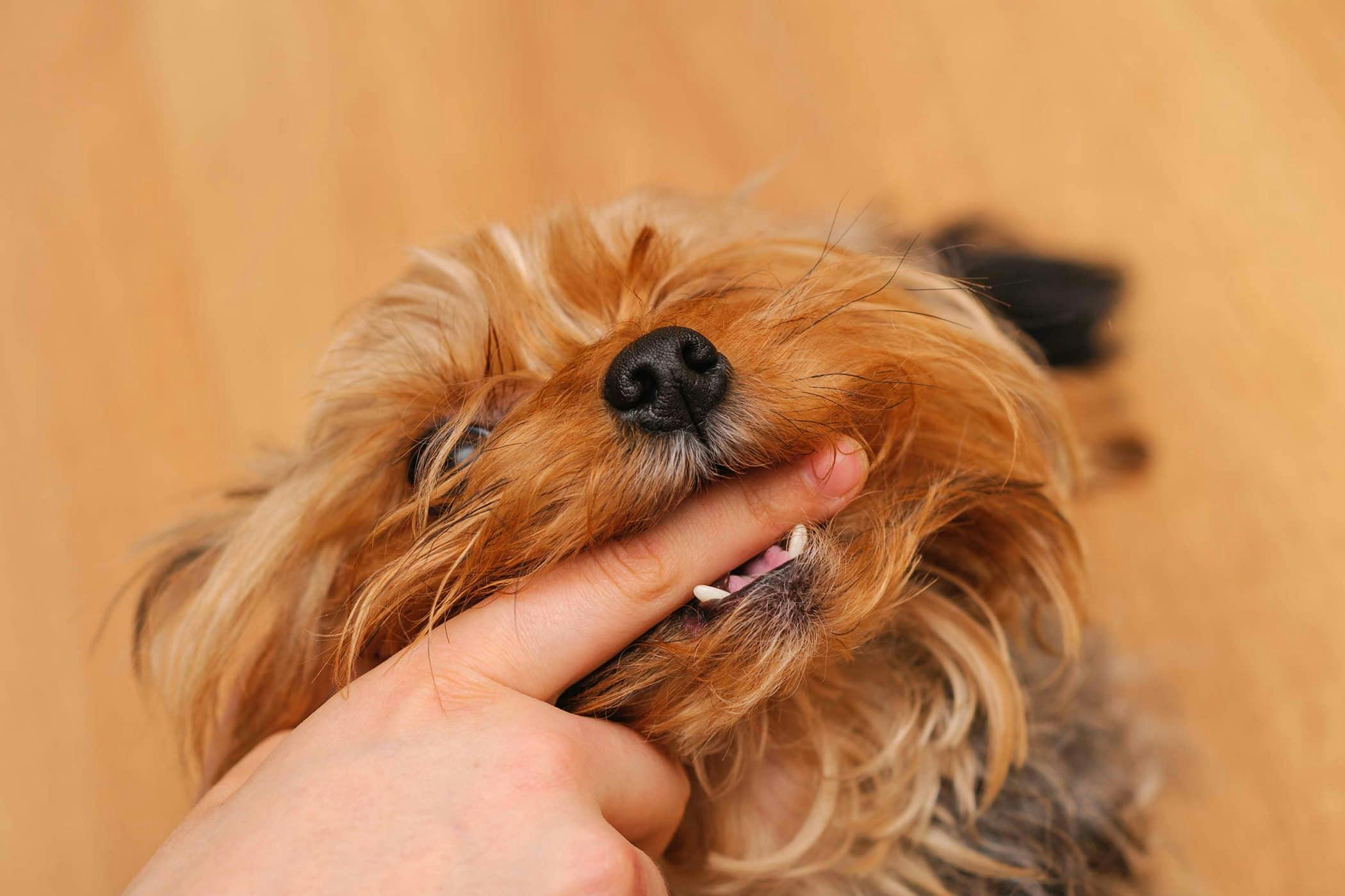 biting-in-dogs-definition-cause-solution-prevention-cost