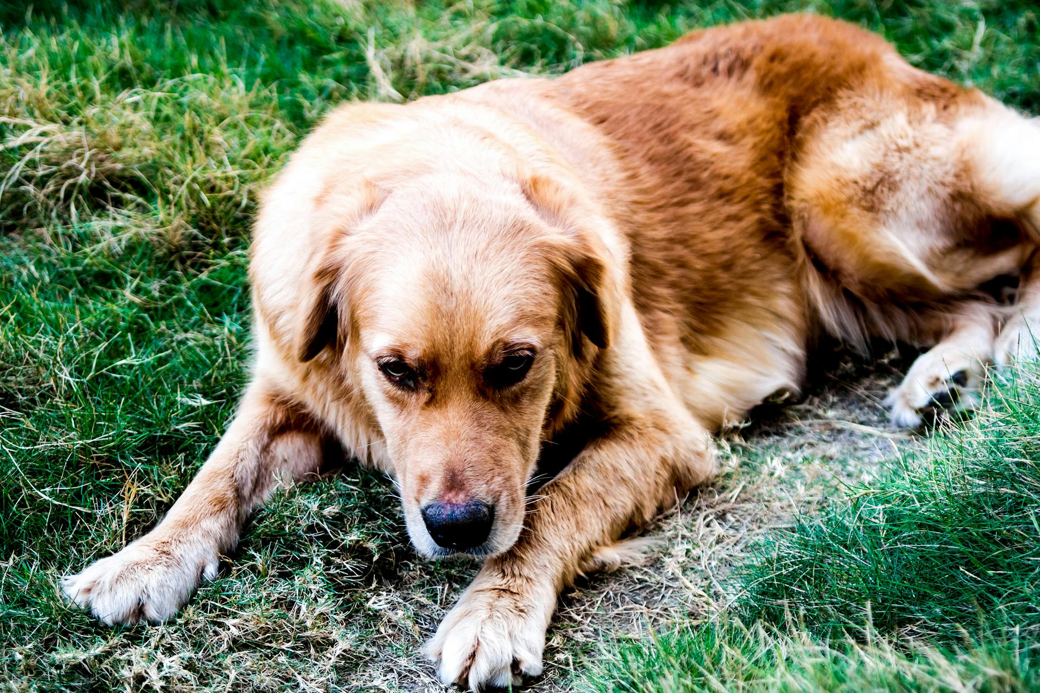 what causes dogs to hemorrhage