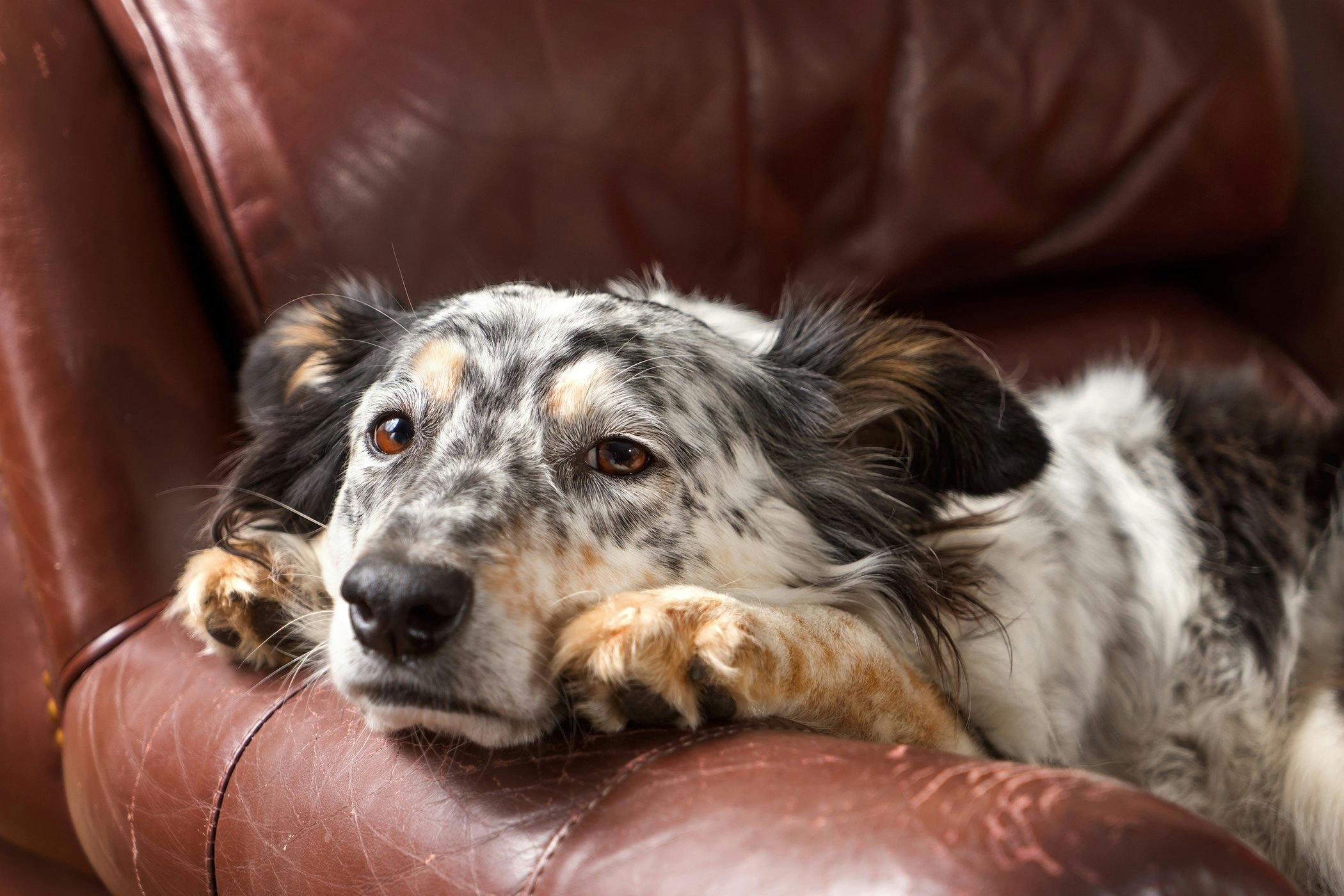 can a puppy have bloat