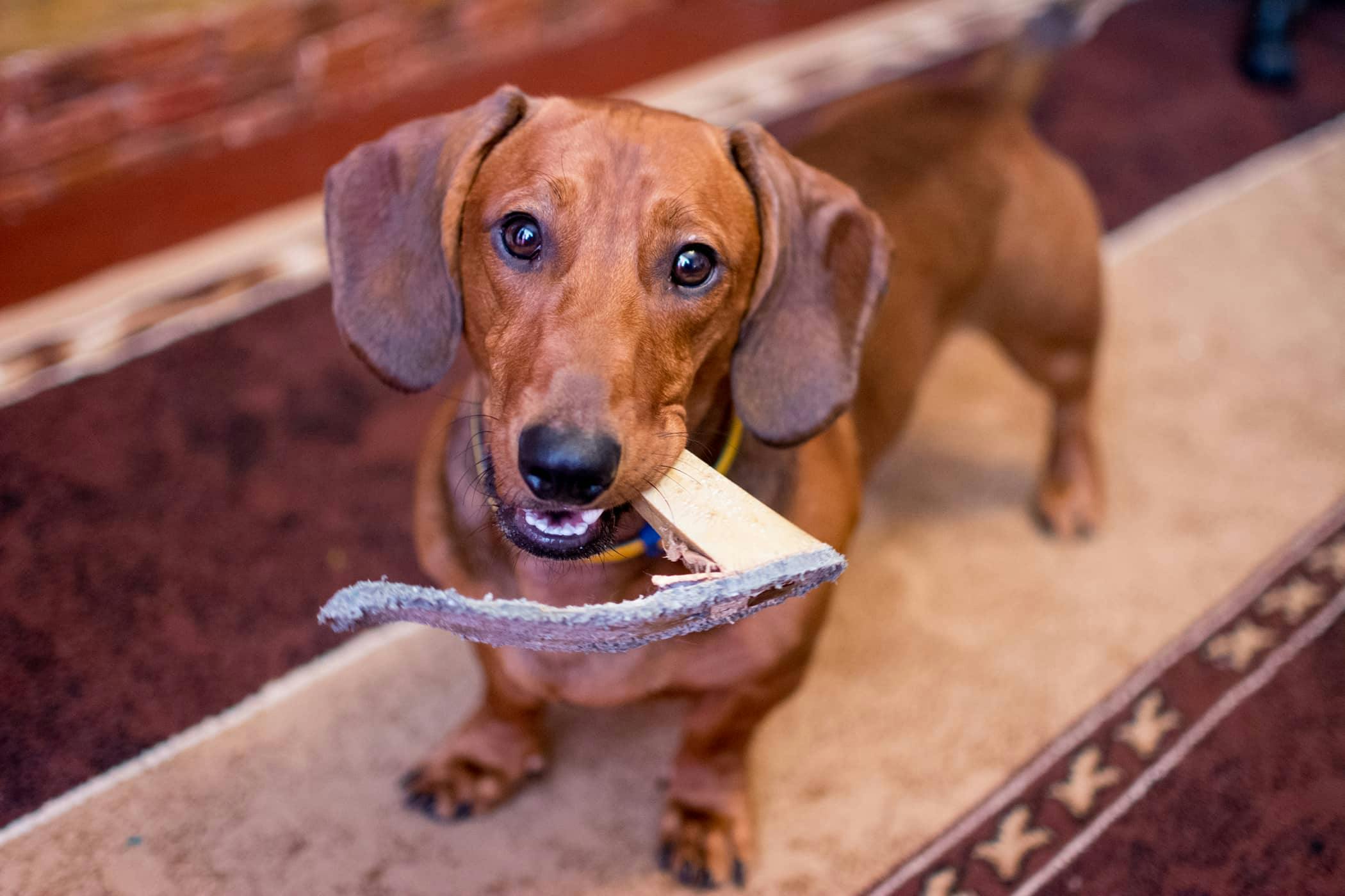 Chewing Everything in Dogs Definition, Cause, Solution
