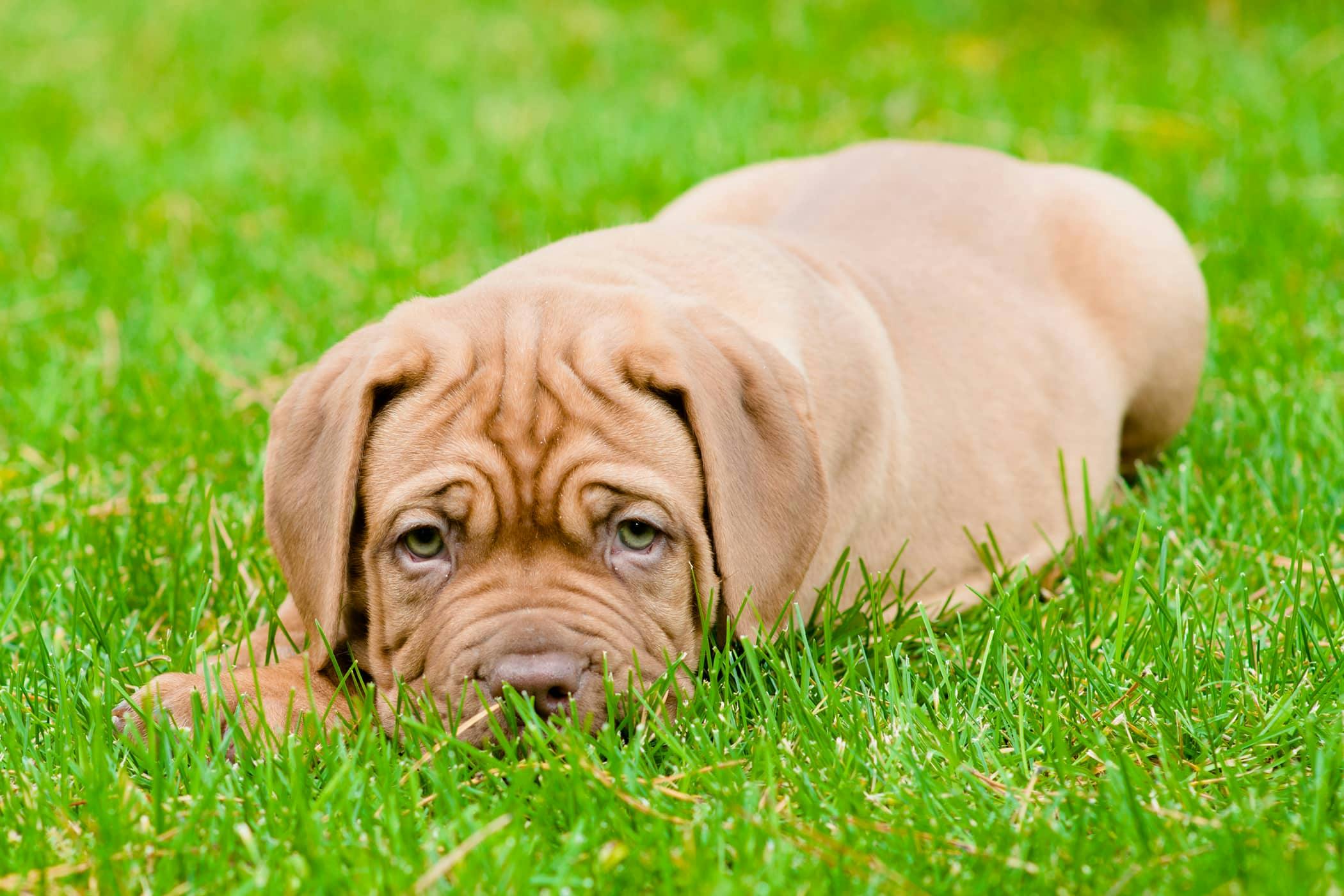 dog chewing one paw