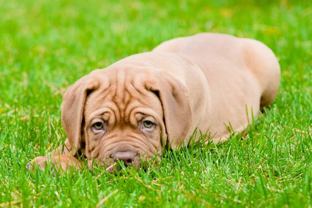 Why is my dog chewing his paws?