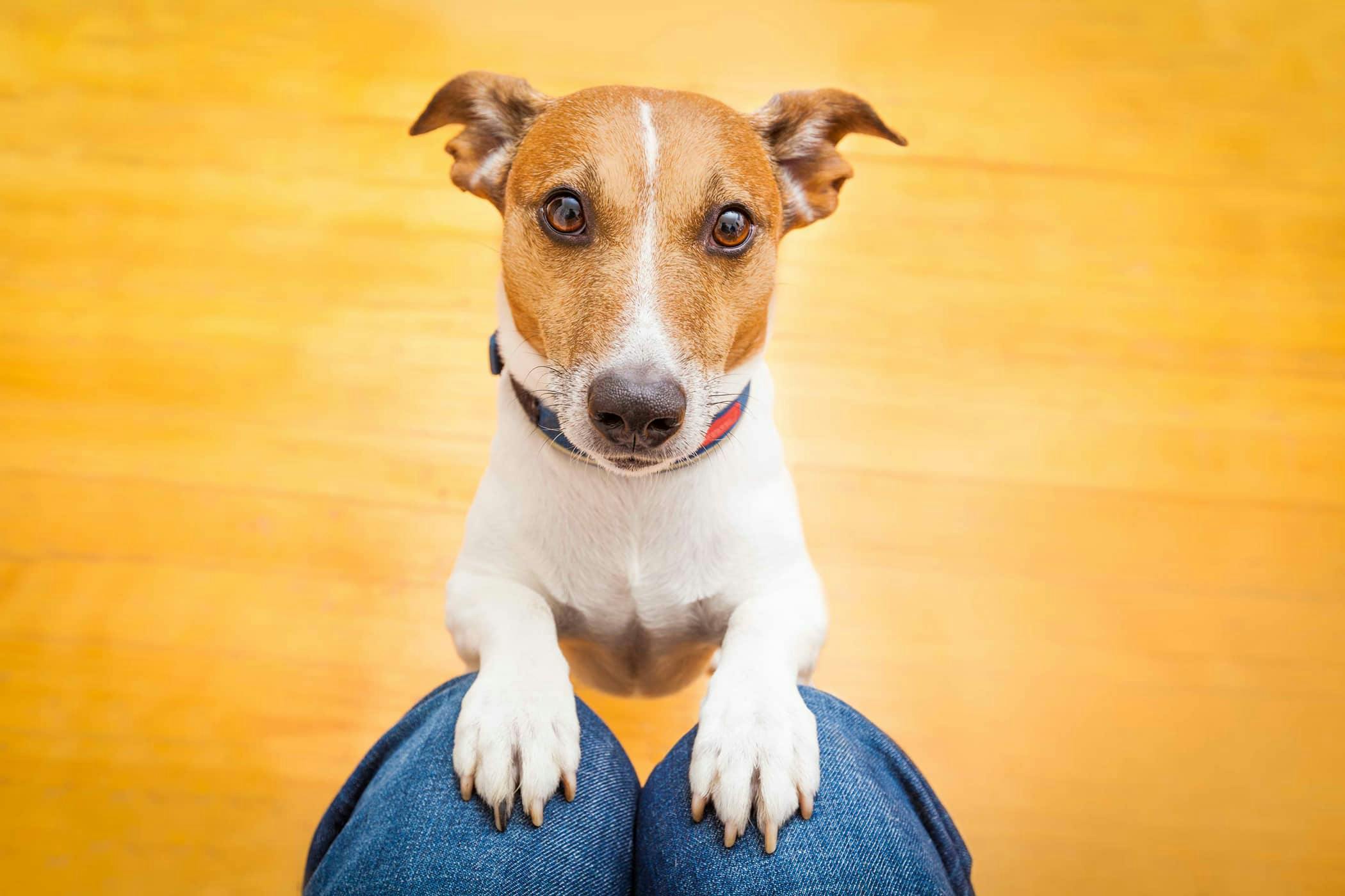 Most clingy dog store breeds