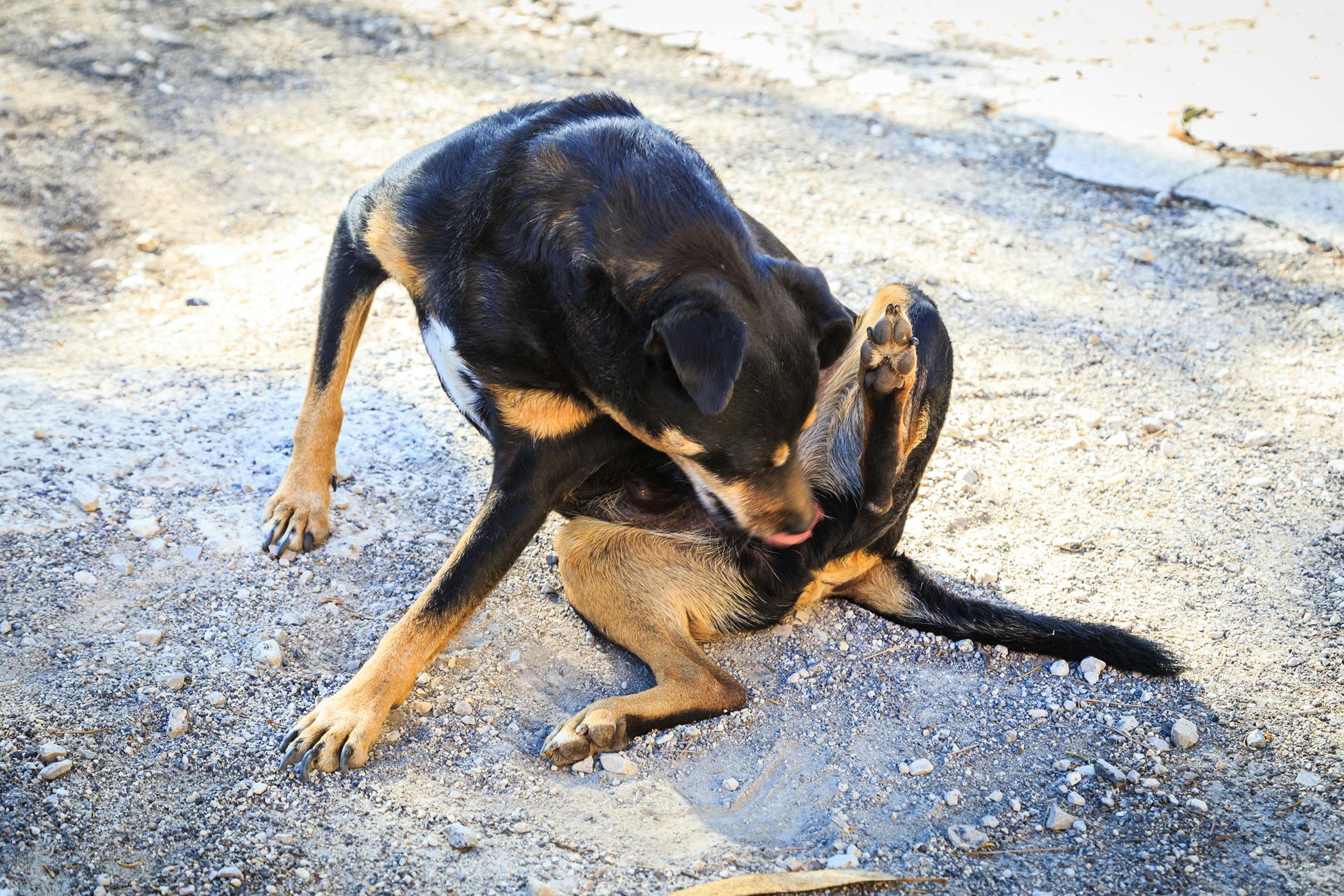 how to stop a dog from scratching themselves