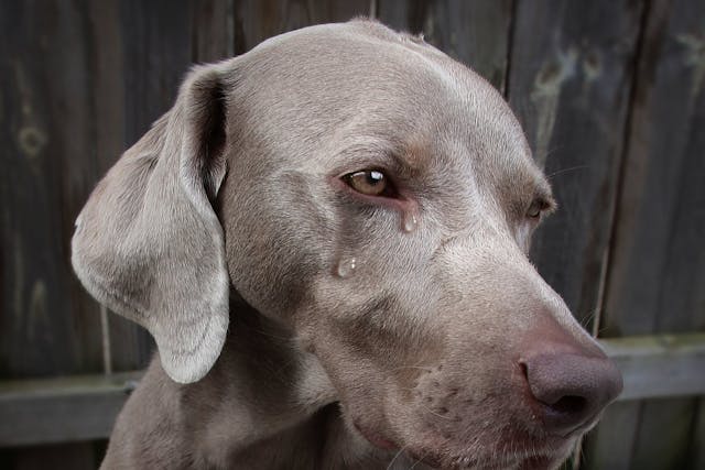 Why Is My Dog Crying Why Is My Dog Crying