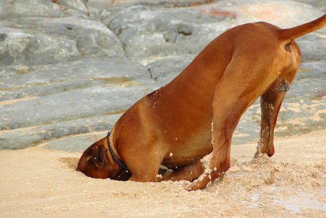 Why is my dog digging holes?