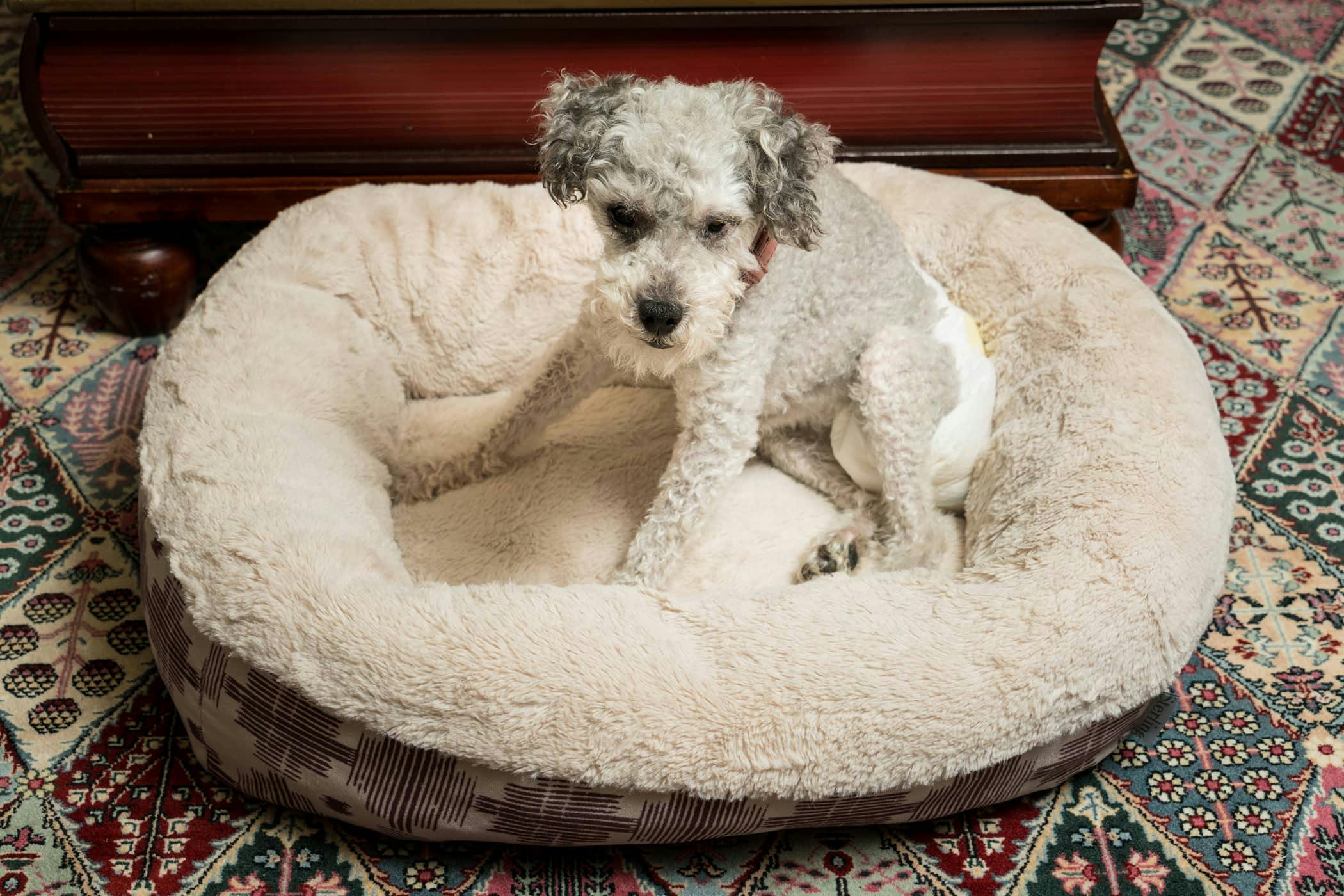 Why Is My Dog Digging In Her Bed