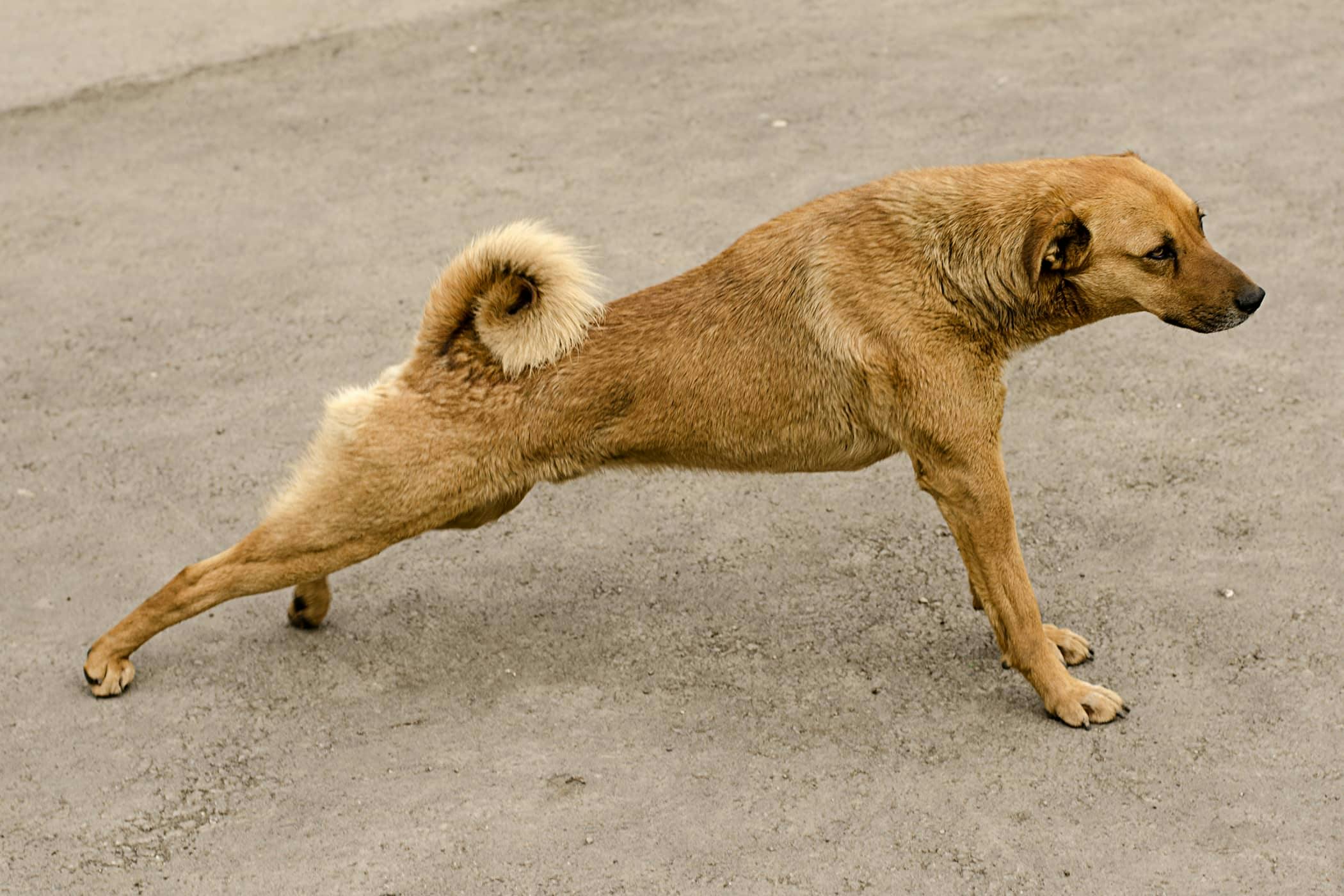 how to train your dog to walk on two legs