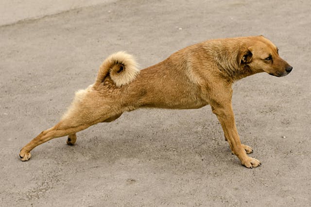 why do dogs hind legs collapsed