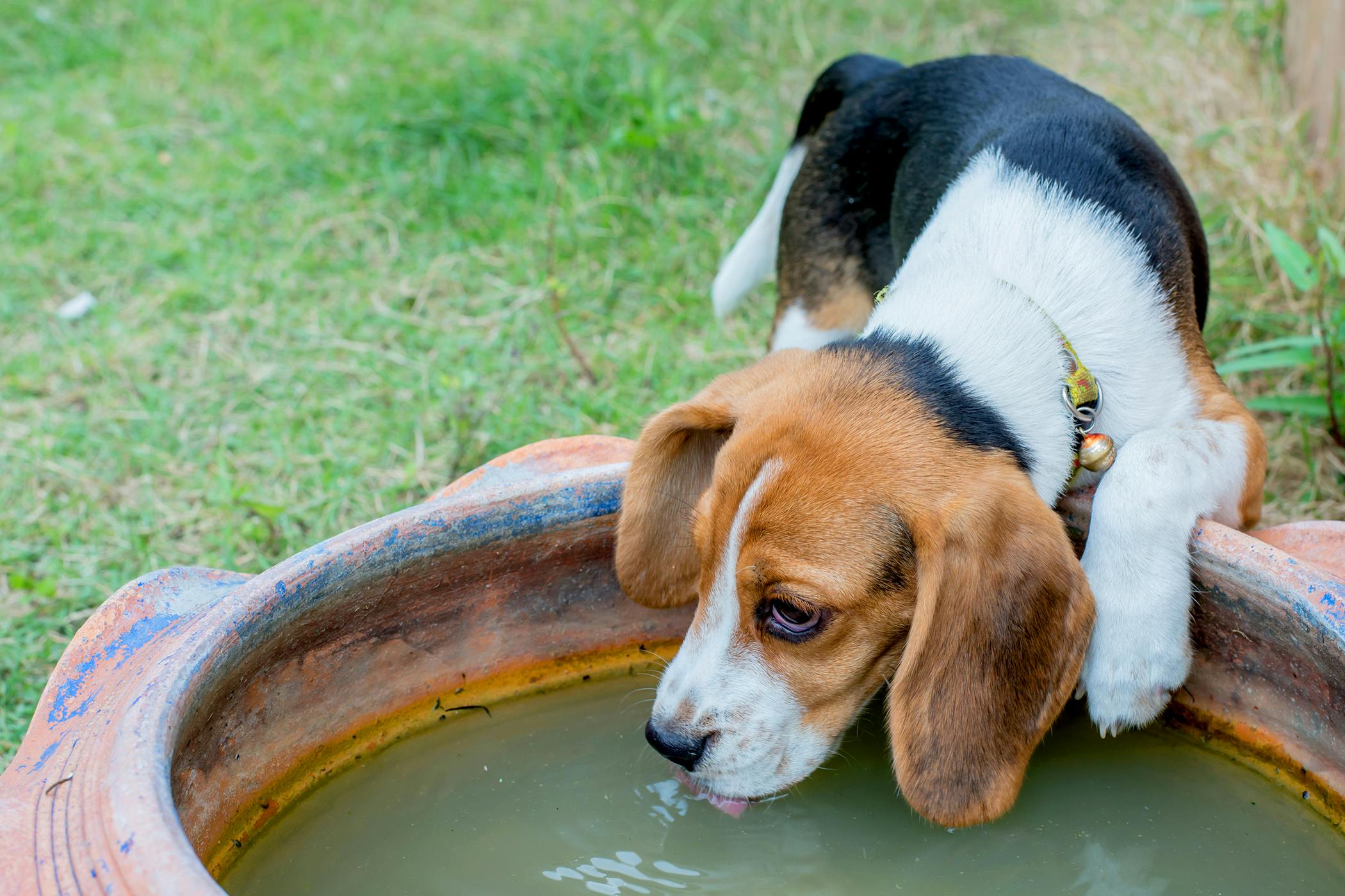 dog drinks water and vomits
