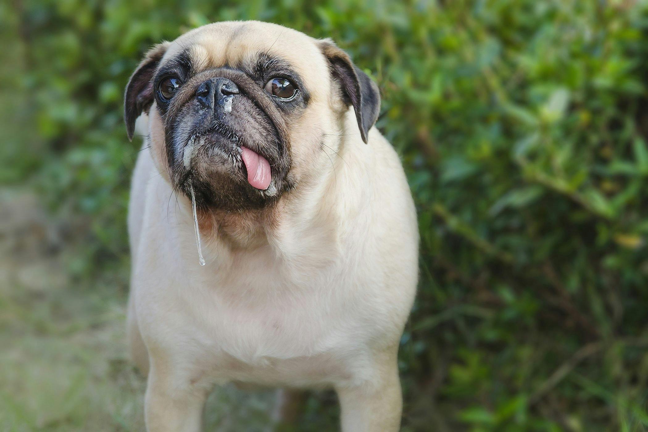 do mastiffs drool a lot