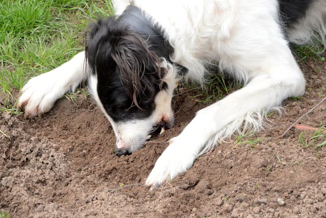 Why is my dog eating dirt?